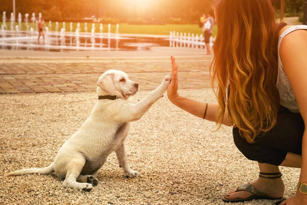 when-buying-a-new-home-you-ll-want-your-pets-to-be-just-as-happy-and