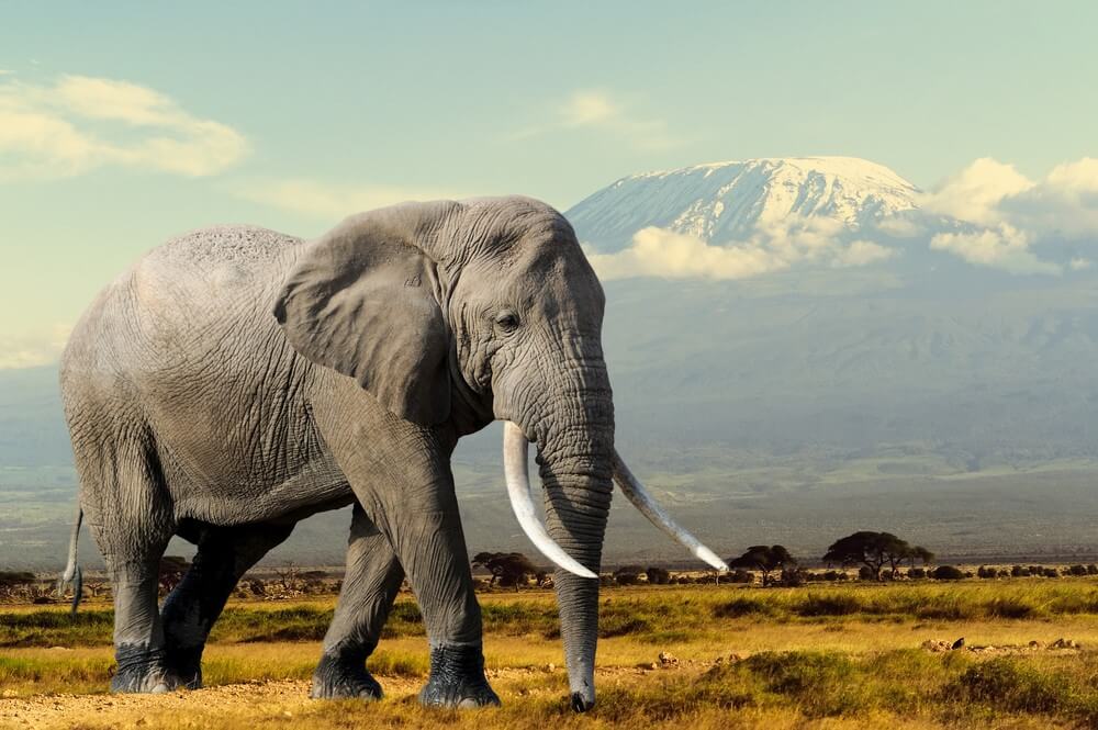 World Animal Day Elephant Facts You May Not Know