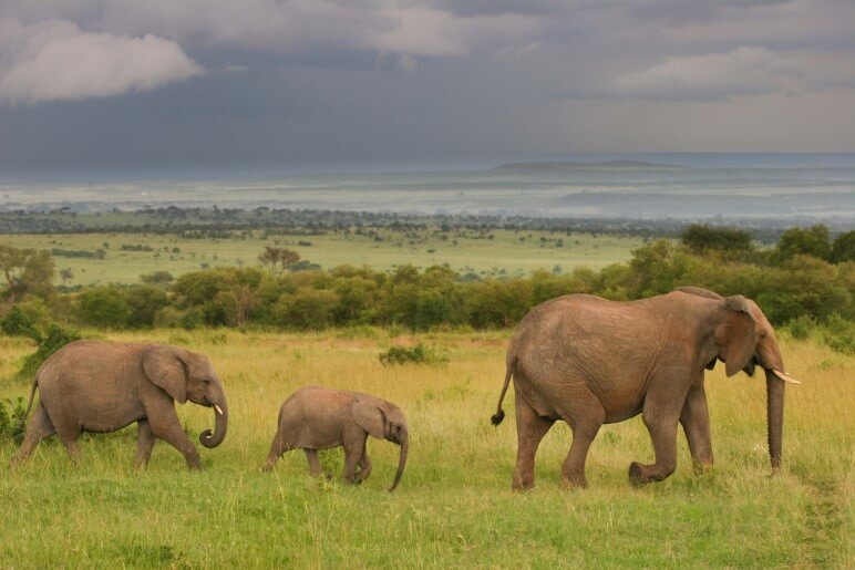 World Animal Day: Elephant Facts You May Not Know