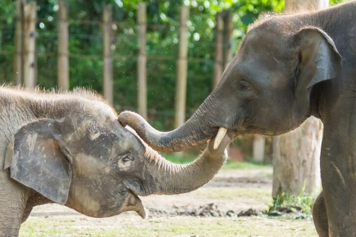 An elephant with a baby elephant