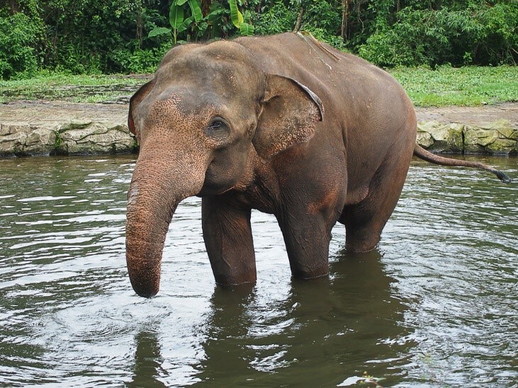 An elephant taking a bath in lake